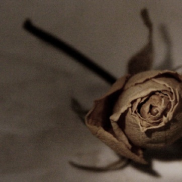 Could It Be a Faded Rose? . . .